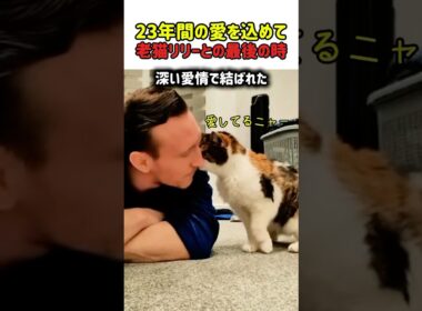 【感動】「ありがとう」を伝える時間。23歳の愛猫リリーと迎える後悔しないための日々　#猫 #ねこ #ニャンコ #猫動画 #感動動画 #涙 #猫のいる暮らし #飼い主と猫 #真の愛 #愛 #shorts