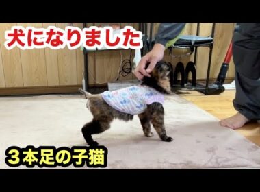 犬になった子猫がずっと後をついてきます