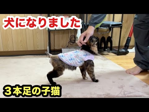 犬になった子猫がずっと後をついてきます