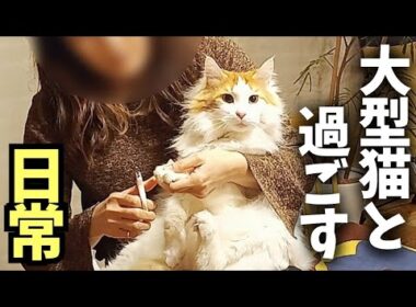 【ノーカット】大型猫メインクーンの爪切り