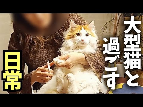 【ノーカット】大型猫メインクーンの爪切り