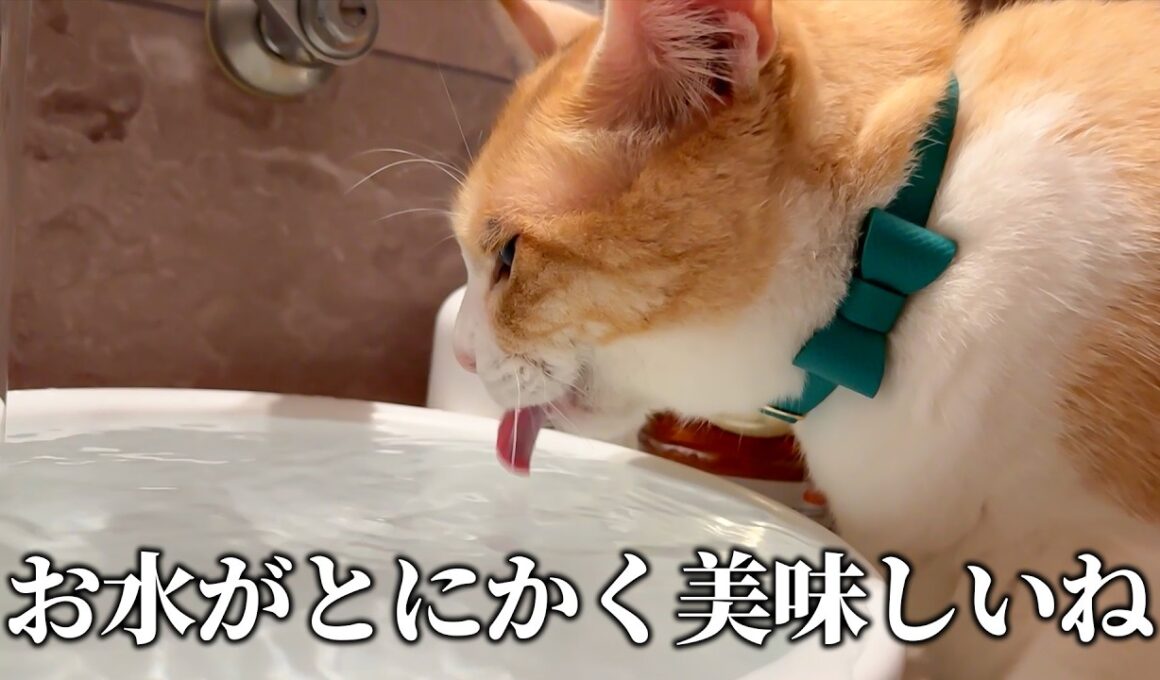 ロビンにもっと成長してもらいたいのでお水を注ぎます