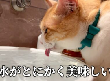 ロビンにもっと成長してもらいたいのでお水を注ぎます