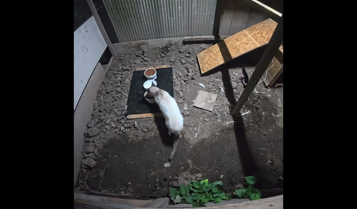 たぬシャム君は新しいご飯場所を徘徊する。