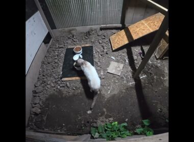 たぬシャム君は新しいご飯場所を徘徊する。