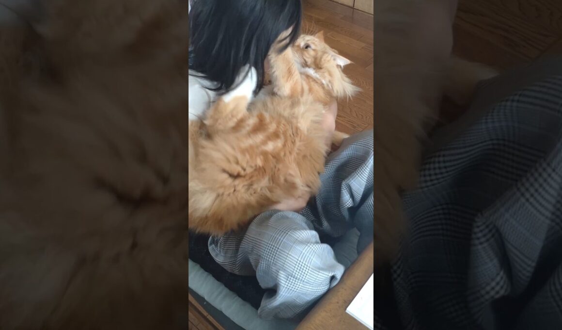 音割れ注意#cat#メインクーン