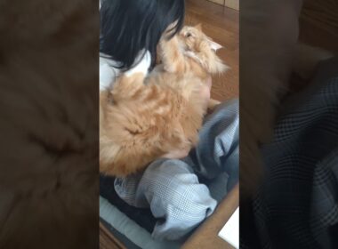 音割れ注意#cat#メインクーン