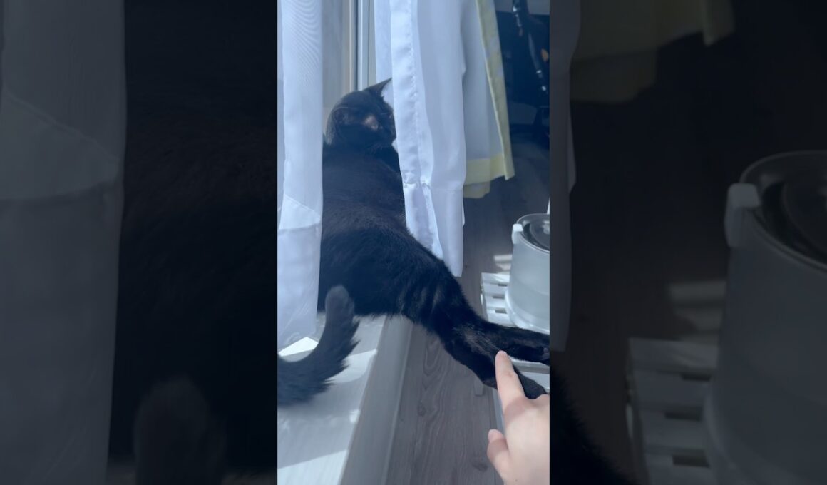 美脚黒猫ボンベイ　#cat #ねこ #ねこのいる暮らし #ねこのいる生活 #ねこ動画 #猫 #猫好きさんと繋がりたい #かわいい #癒やし #甘えん坊