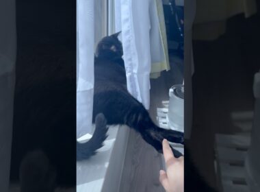 美脚黒猫ボンベイ　#cat #ねこ #ねこのいる暮らし #ねこのいる生活 #ねこ動画 #猫 #猫好きさんと繋がりたい #かわいい #癒やし #甘えん坊