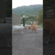 オラは野良猫だもんね！お腹が空いてるもんね！チャーくん！ゆきちゃんの息子達を思い出すよ #伊豆 #熱海  #相模灘 #野良猫 #保護猫 #猫のいる暮らし #癒し #cute #ジャパニーズ・ボブテイル