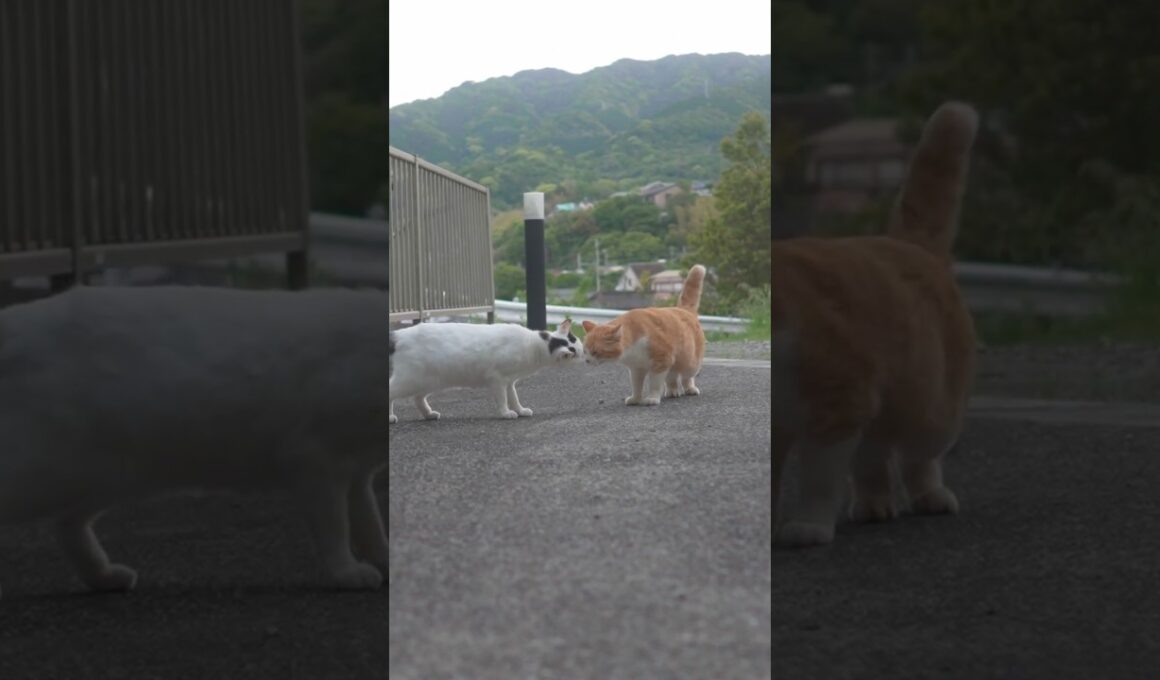 オラは野良猫だもんね！お腹が空いてるもんね！チャーくん！ゆきちゃんの息子達を思い出すよ #伊豆 #熱海  #相模灘 #野良猫 #保護猫 #猫のいる暮らし #癒し #cute #ジャパニーズ・ボブテイル