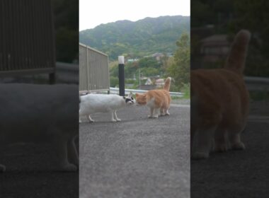 オラは野良猫だもんね！お腹が空いてるもんね！チャーくん！ゆきちゃんの息子達を思い出すよ #伊豆 #熱海  #相模灘 #野良猫 #保護猫 #猫のいる暮らし #癒し #cute #ジャパニーズ・ボブテイル