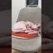 ママと寝るのを待つ猫アレクサンドラ【スフィンクス】