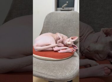 ママと寝るのを待つ猫アレクサンドラ【スフィンクス】