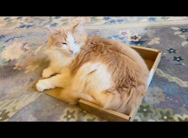 【おやすみ😪】小さいダンボールをアレンジしちゃったもふ猫たちwwwノルウェージャンフォレストキャットとターキッシュアンゴラ