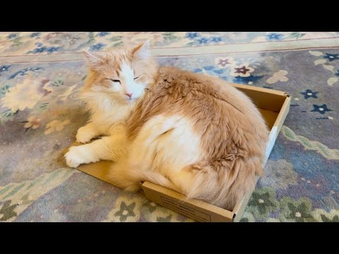 【おやすみ😪】小さいダンボールをアレンジしちゃったもふ猫たちwwwノルウェージャンフォレストキャットとターキッシュアンゴラ