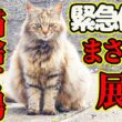 【サイベリアン保護】お腹パンパンのブランド猫 子猫全匹の命に奇跡が起きました・・・ママの名前は早苗ちゃん