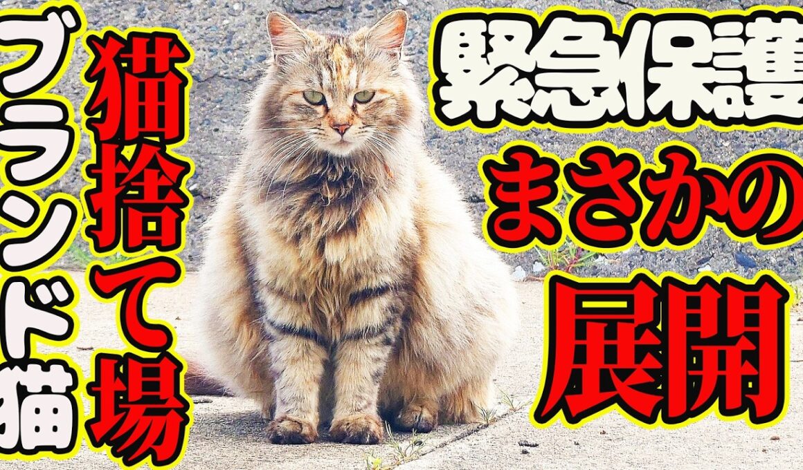 【サイベリアン保護】お腹パンパンのブランド猫 子猫全匹の命に奇跡が起きました・・・ママの名前は早苗ちゃん