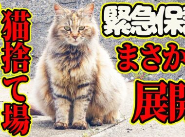 【サイベリアン保護】お腹パンパンのブランド猫 子猫全匹の命に奇跡が起きました・・・ママの名前は早苗ちゃん