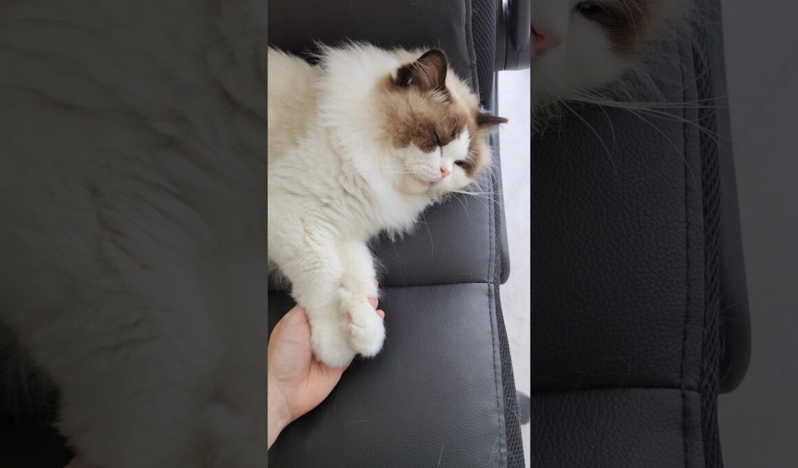 ご飯残したままウトウト💤 #shorts #猫 #ラグドール #甘えん坊猫 #もふもふ #猫のいる生活