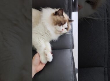 ご飯残したままウトウト💤 #shorts #猫 #ラグドール #甘えん坊猫 #もふもふ #猫のいる生活