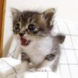 かわいい鳴き声の後、初めて見るエビと対決する赤ちゃん子猫？【赤ちゃん猫　保護猫】