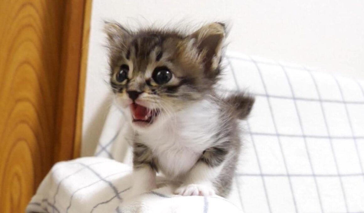 かわいい鳴き声の後、初めて見るエビと対決する赤ちゃん子猫？【赤ちゃん猫　保護猫】