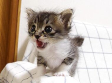 かわいい鳴き声の後、初めて見るエビと対決する赤ちゃん子猫？【赤ちゃん猫　保護猫】