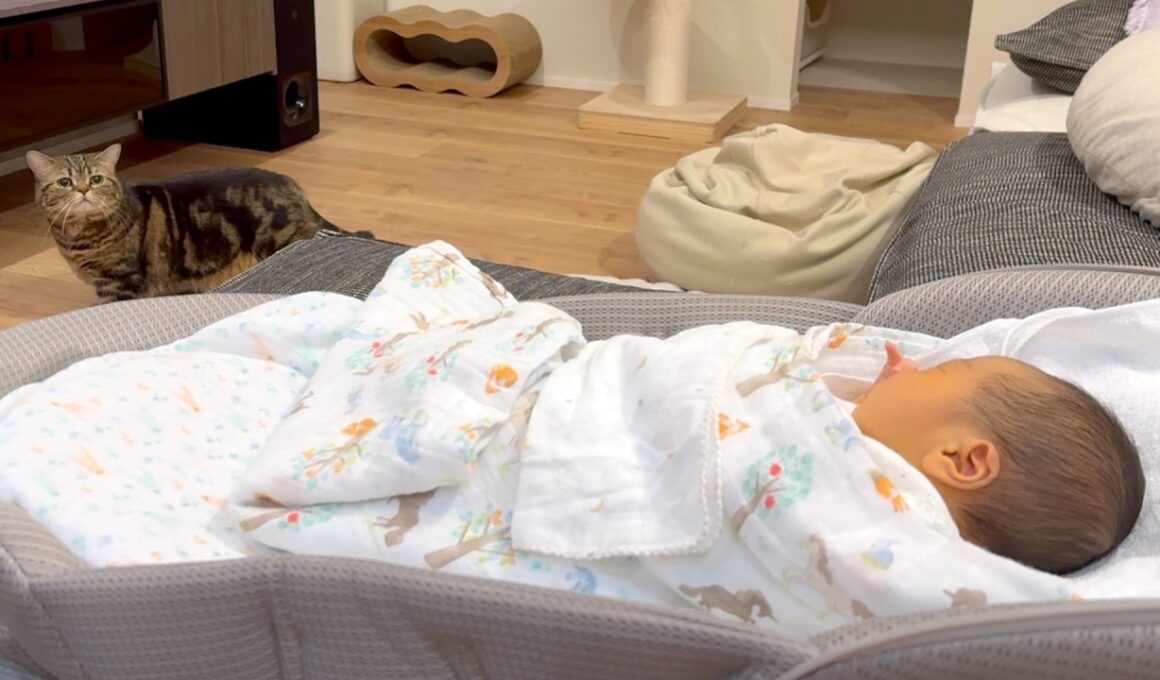 どう考えても赤ちゃんが気になりすぎな猫