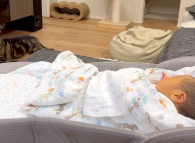 どう考えても赤ちゃんが気になりすぎな猫