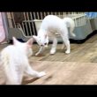 やんのかステップ合戦をする子猫【白玉ちゃん＆たこやき君日記】Kittens' Sideways "Crab Walk" Battle!
