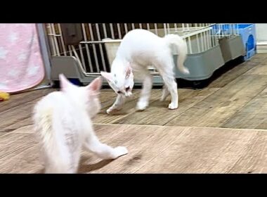 やんのかステップ合戦をする子猫【白玉ちゃん＆たこやき君日記】Kittens' Sideways "Crab Walk" Battle!