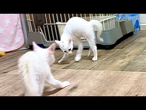 やんのかステップ合戦をする子猫【白玉ちゃん＆たこやき君日記】Kittens' Sideways "Crab Walk" Battle!