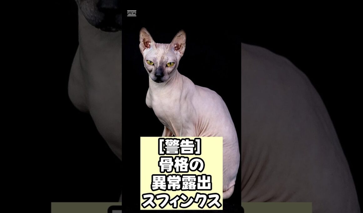 [観測ログ] 異質の生命体：スフィンクス 　 #shorts