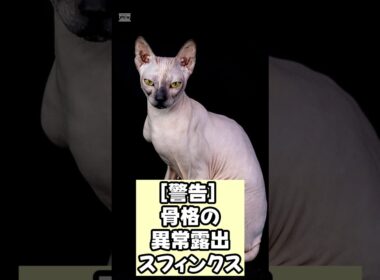 [観測ログ] 異質の生命体：スフィンクス 　 #shorts