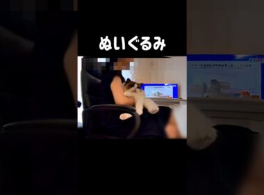 #shorts #猫 #ラグドール #甘えん坊猫 #もふもふ #猫のいる生活