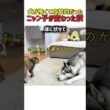 【感動】「怖くないよ…」警戒する子猫にハスキーが続けた、優しすぎるアプローチの結末ｗ　#犬#いぬ #犬 #犬動画 #ハスキー #子猫 #犬と猫 #友情 #カワイイ #かわいい #面白い #shorts