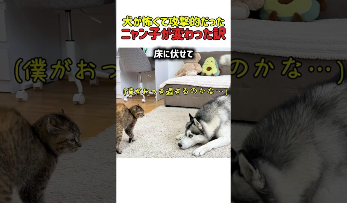 【感動】「怖くないよ…」警戒する子猫にハスキーが続けた、優しすぎるアプローチの結末ｗ　#犬#いぬ #犬 #犬動画 #ハスキー #子猫 #犬と猫 #友情 #カワイイ #かわいい #面白い #shorts