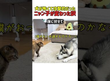 【感動】「怖くないよ…」警戒する子猫にハスキーが続けた、優しすぎるアプローチの結末ｗ　#犬#いぬ #犬 #犬動画 #ハスキー #子猫 #犬と猫 #友情 #カワイイ #かわいい #面白い #shorts
