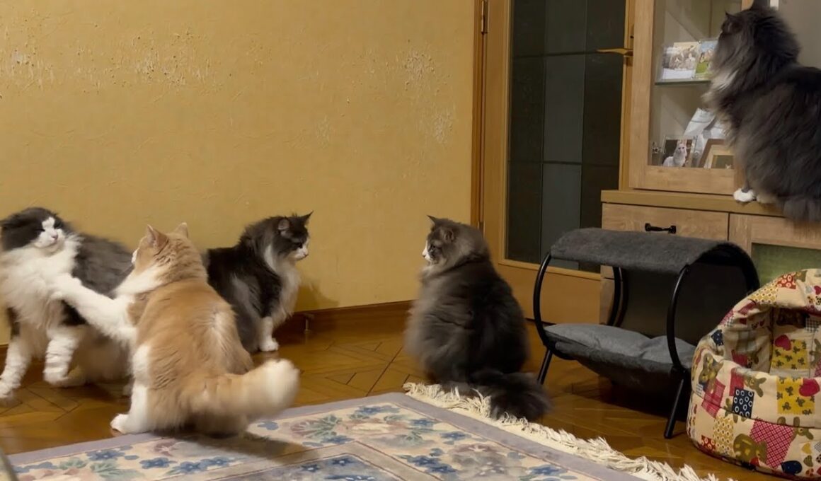 【日常♪】カワイイもふ猫たちの日常がこちら❤️ノルウェージャンフォレストキャットとターキッシュアンゴラ