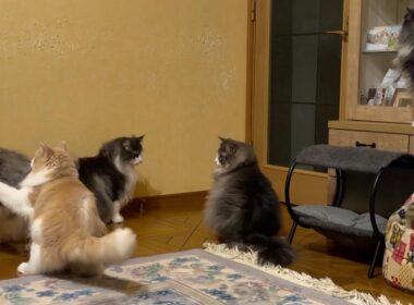 【日常♪】カワイイもふ猫たちの日常がこちら❤️ノルウェージャンフォレストキャットとターキッシュアンゴラ