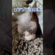 ㊙️貴方も知ってるスフィンクス猫の秘密#shorts #cat #猫 #funnycats #sphynx