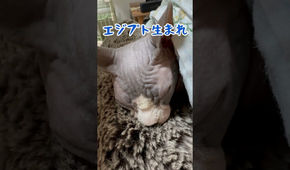 ㊙️貴方も知ってるスフィンクス猫の秘密#shorts #cat #猫 #funnycats #sphynx