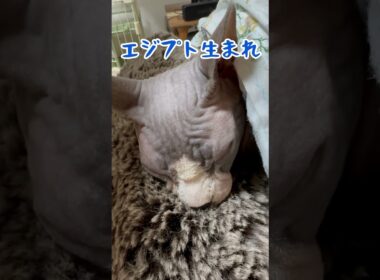 ㊙️貴方も知ってるスフィンクス猫の秘密#shorts #cat #猫 #funnycats #sphynx