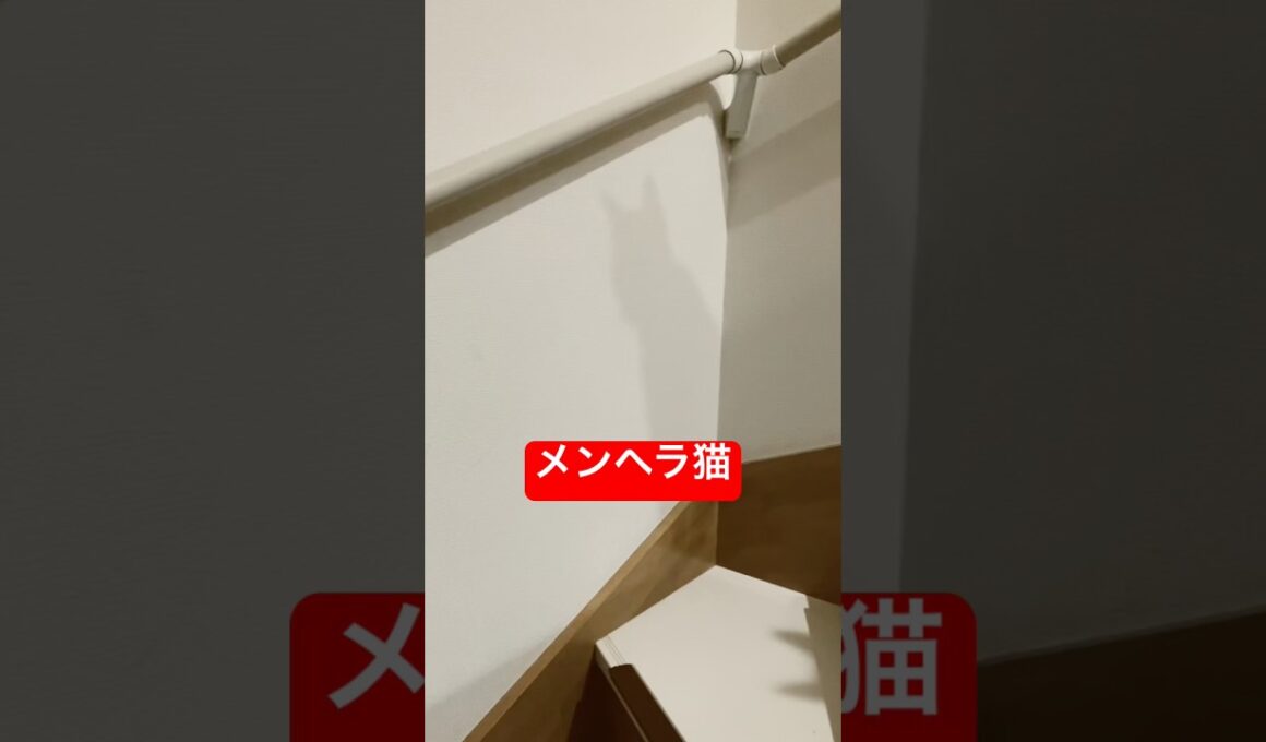 階段はよ上がらんと気になる猫#ロシアンブルー #猫 #cat #shorts