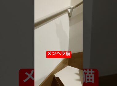 階段はよ上がらんと気になる猫#ロシアンブルー #猫 #cat #shorts