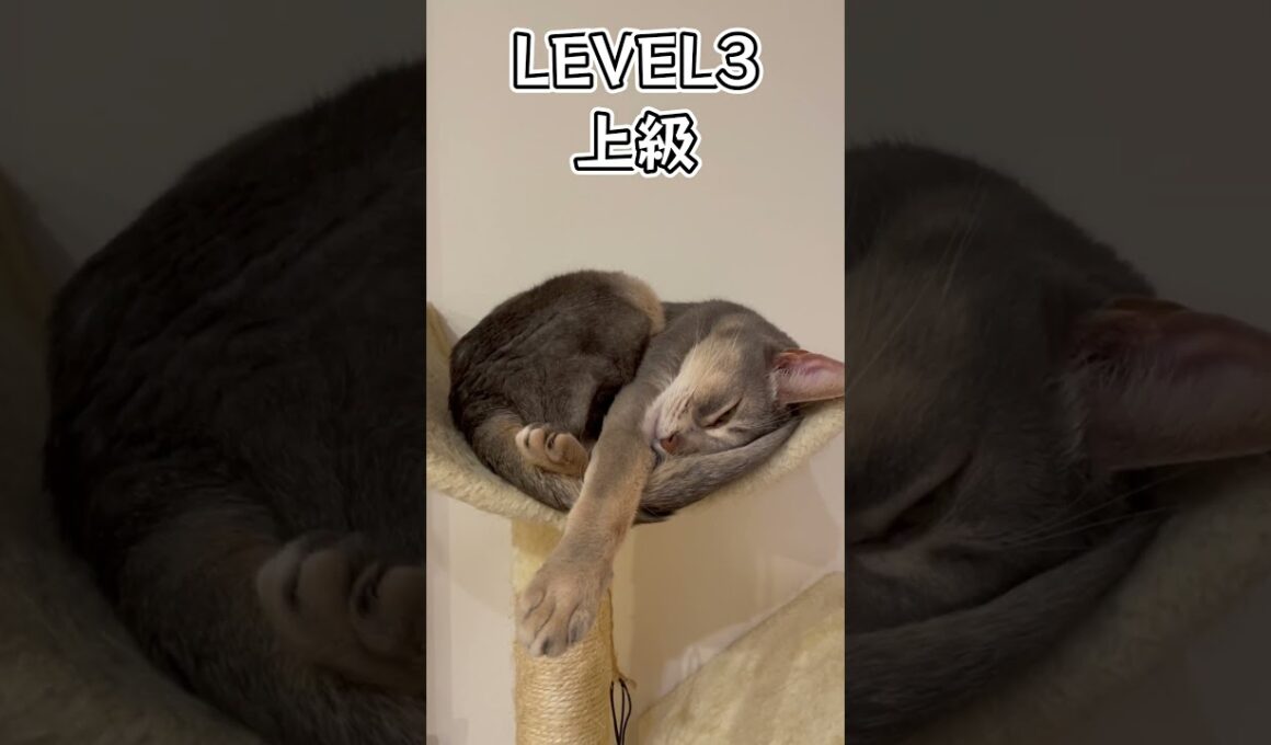 うちの猫の衝撃の寝顔 #shorts #猫 #アビシニアン
