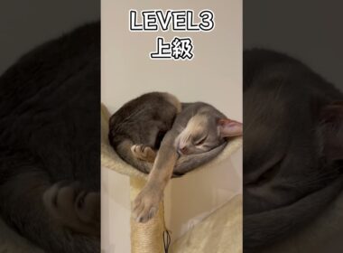 うちの猫の衝撃の寝顔 #shorts #猫 #アビシニアン