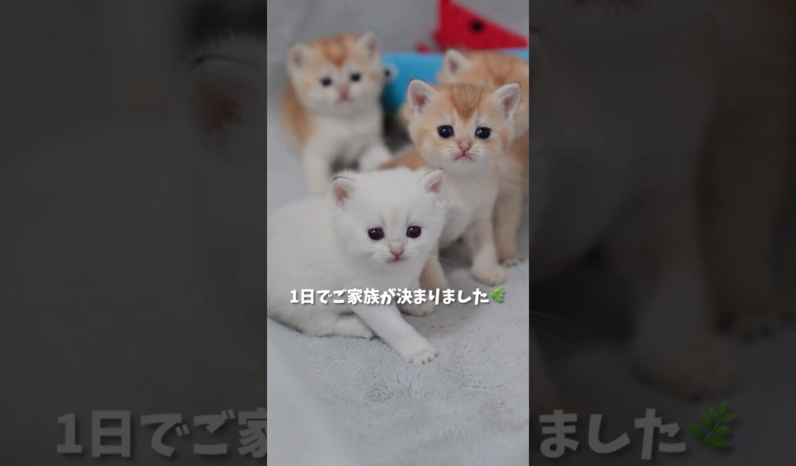 1日でご家族が決まりました🌿