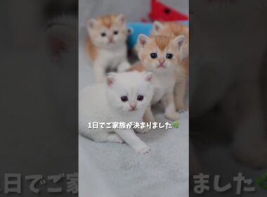1日でご家族が決まりました🌿